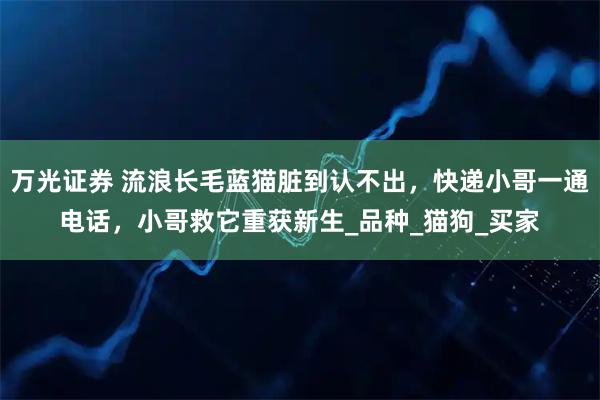 万光证券 流浪长毛蓝猫脏到认不出，快递小哥一通电话，小哥救它重获新生_品种_猫狗_买家